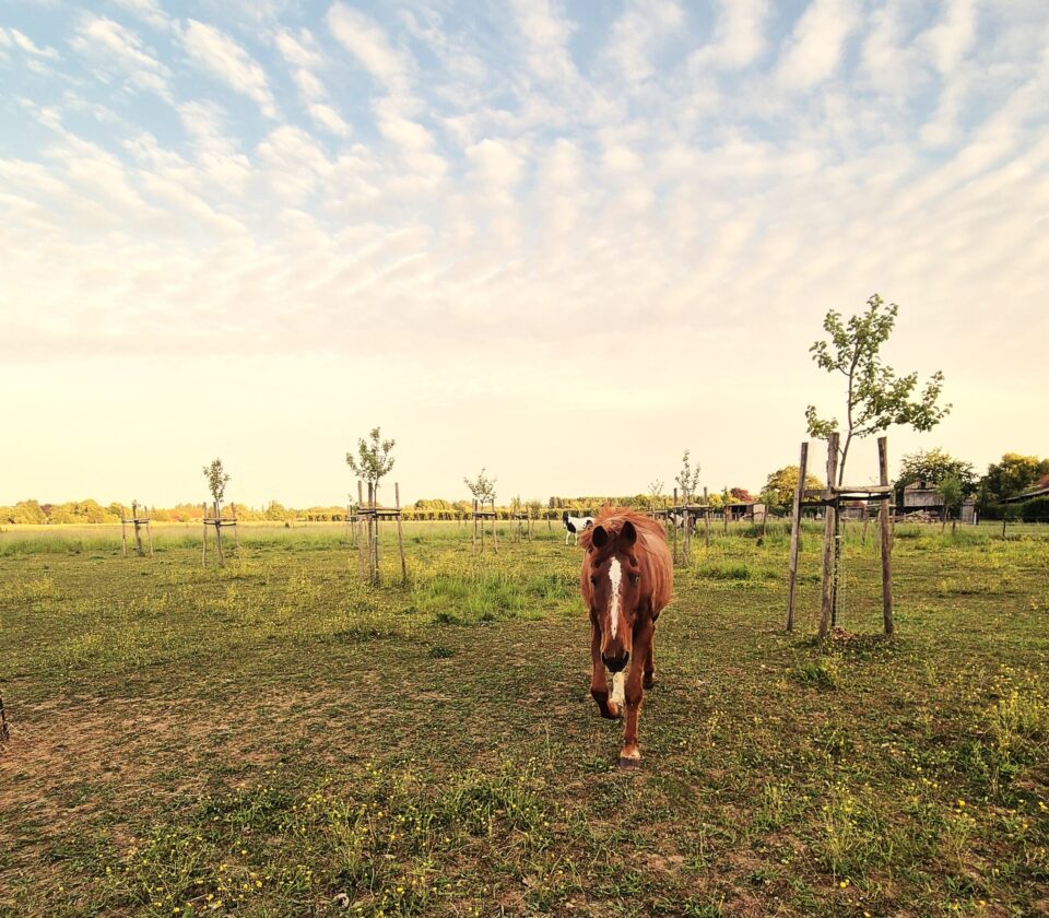 Paard in de weide